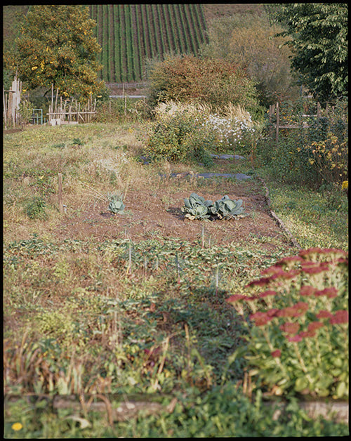 Blick auf Gemüsebeete im Spatsommer